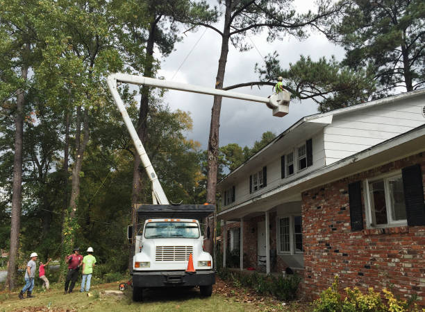 Best Fruit Tree Pruning  in Amelia, LA